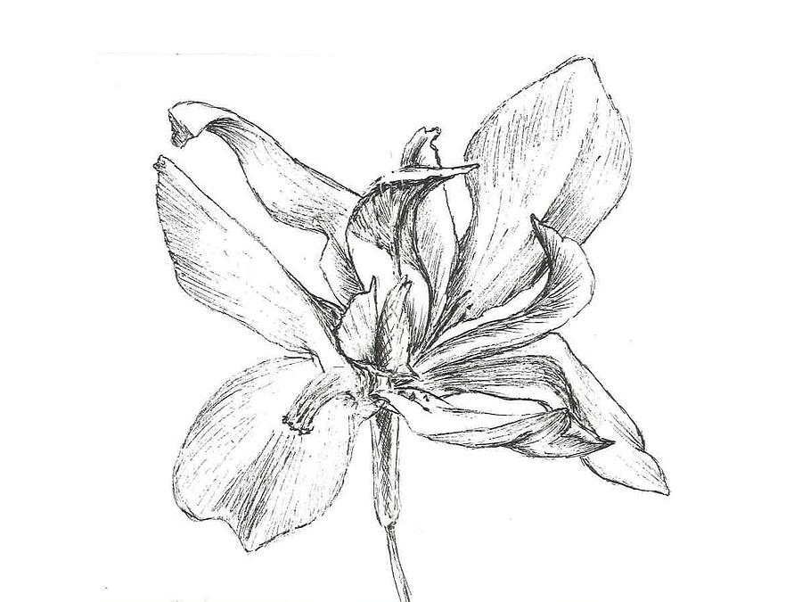 900x675 Flower Bloom Drawing By Calli Driggers
