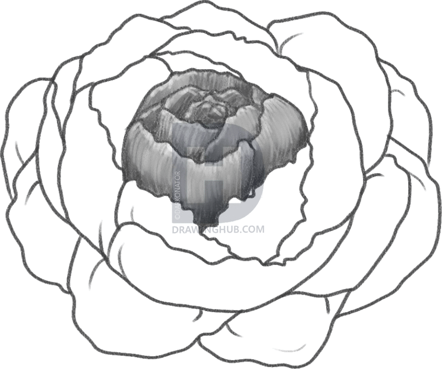 862x720 How To Draw A Peony, Peony Flower, Step By Step, Drawing Guide, By