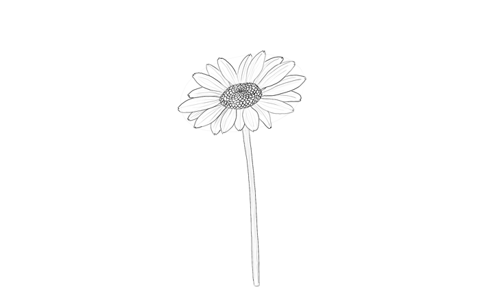 700x448 How To Draw Flowers The Innocent And Cheerful Daisy