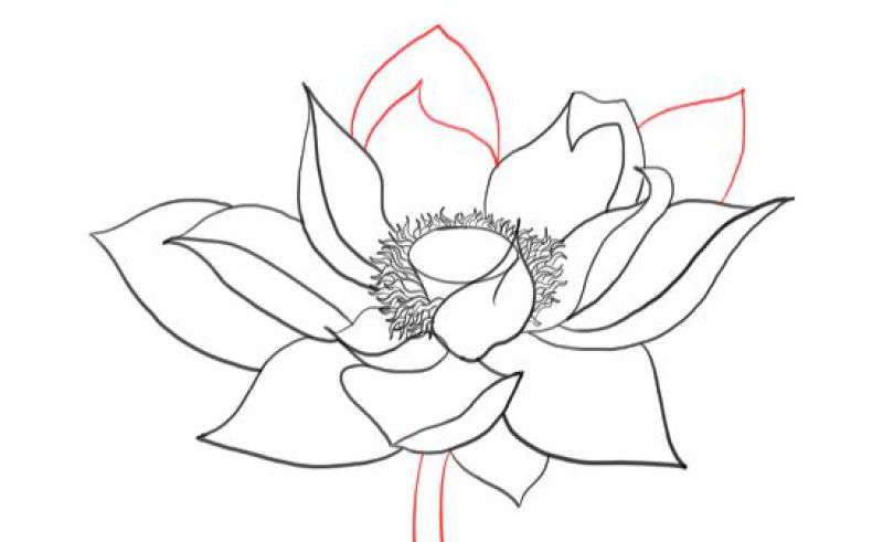 800x491 Flower Petals That You Can Trace Gardening Flower And Vegetables