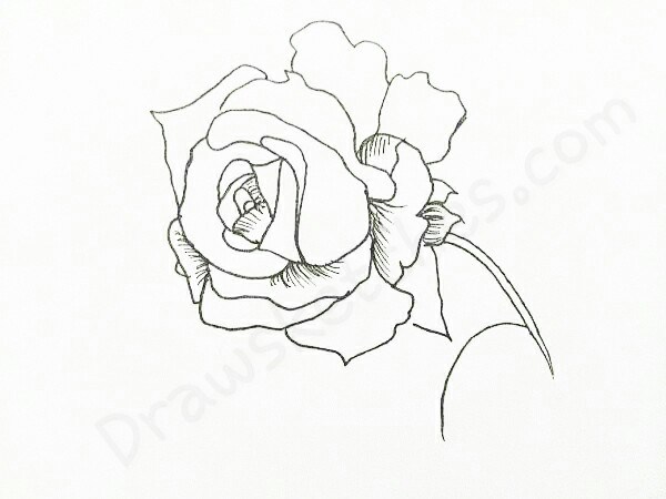 600x450 How To Draw A Rose In 16 Easy And Detailed Steps With (Pictures)