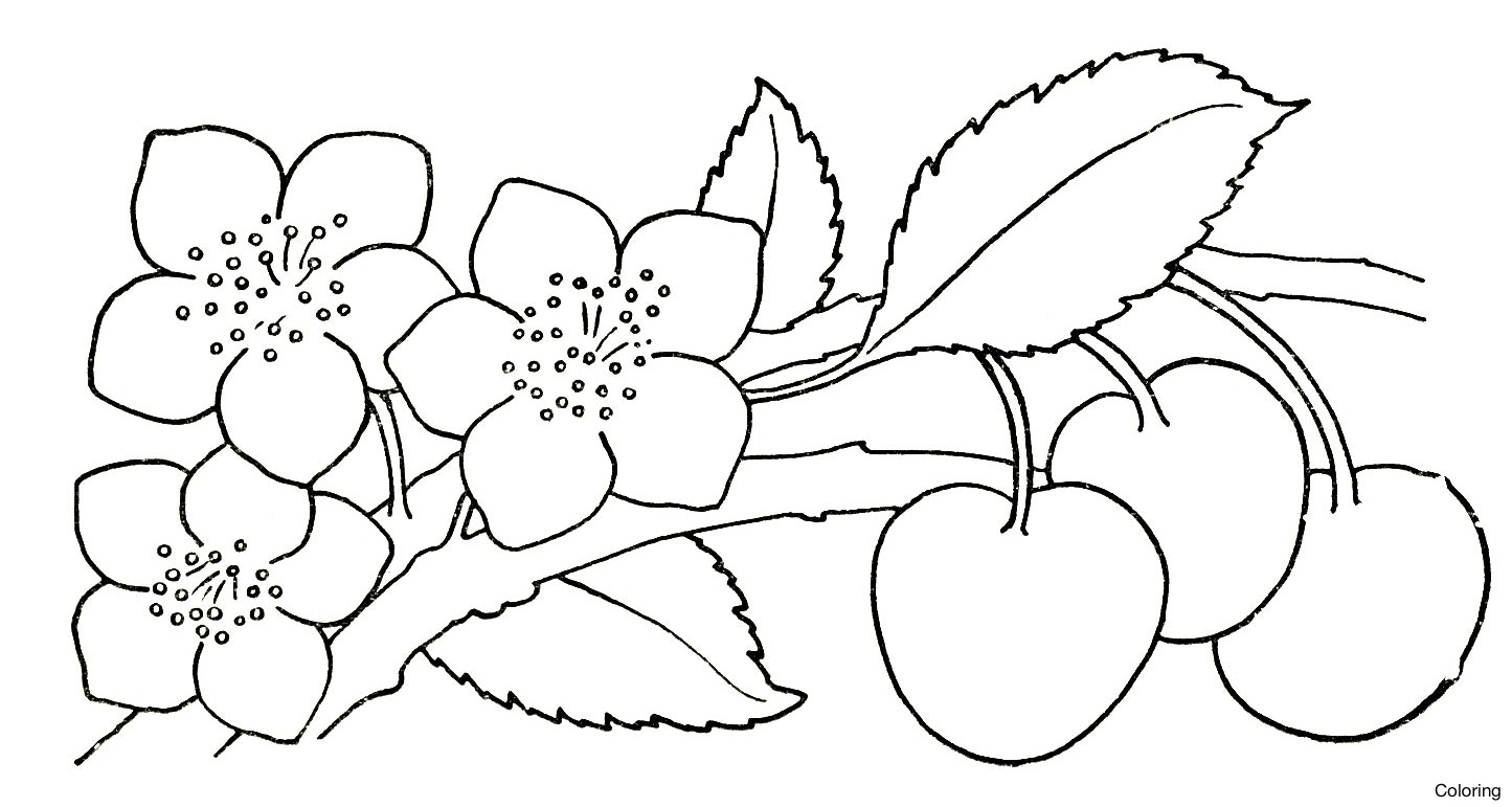 Flower Pictures Drawing