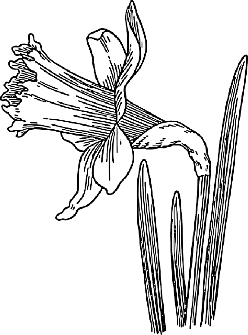 800x1080 Black, Outline, Drawing, Sketch, Plants, Flower, White