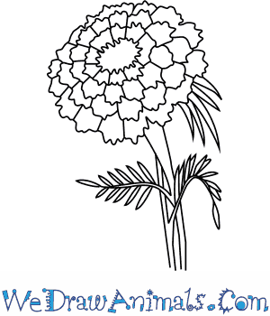 300x350 How To Draw A Marigold Flower