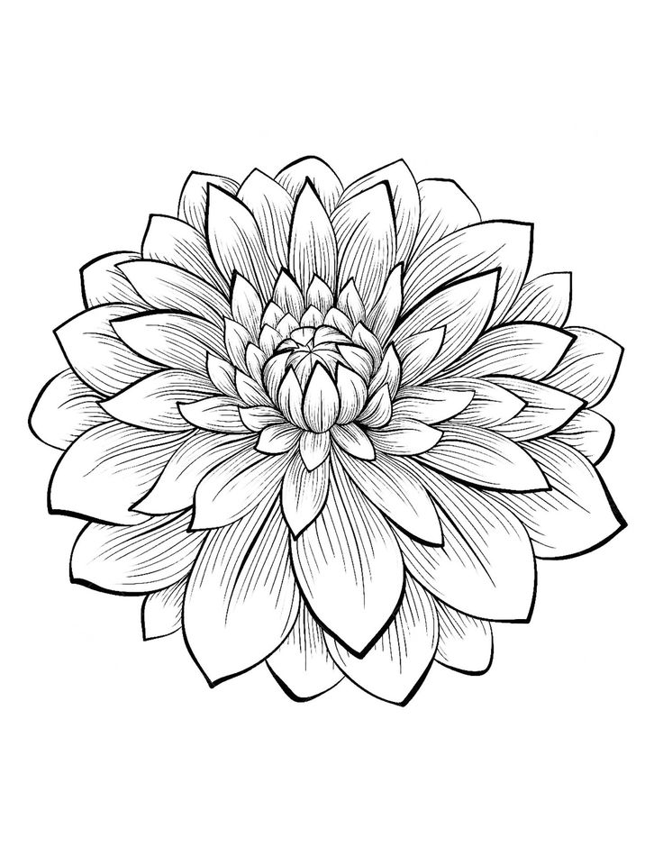 736x950 Adult Coloring Pages Flower Printable Coloring Pages For Kids