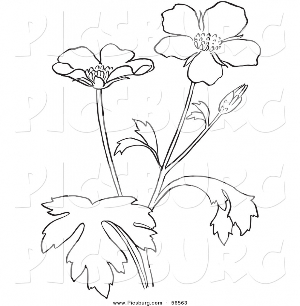 1004x1024 Flowering Plants Drawing