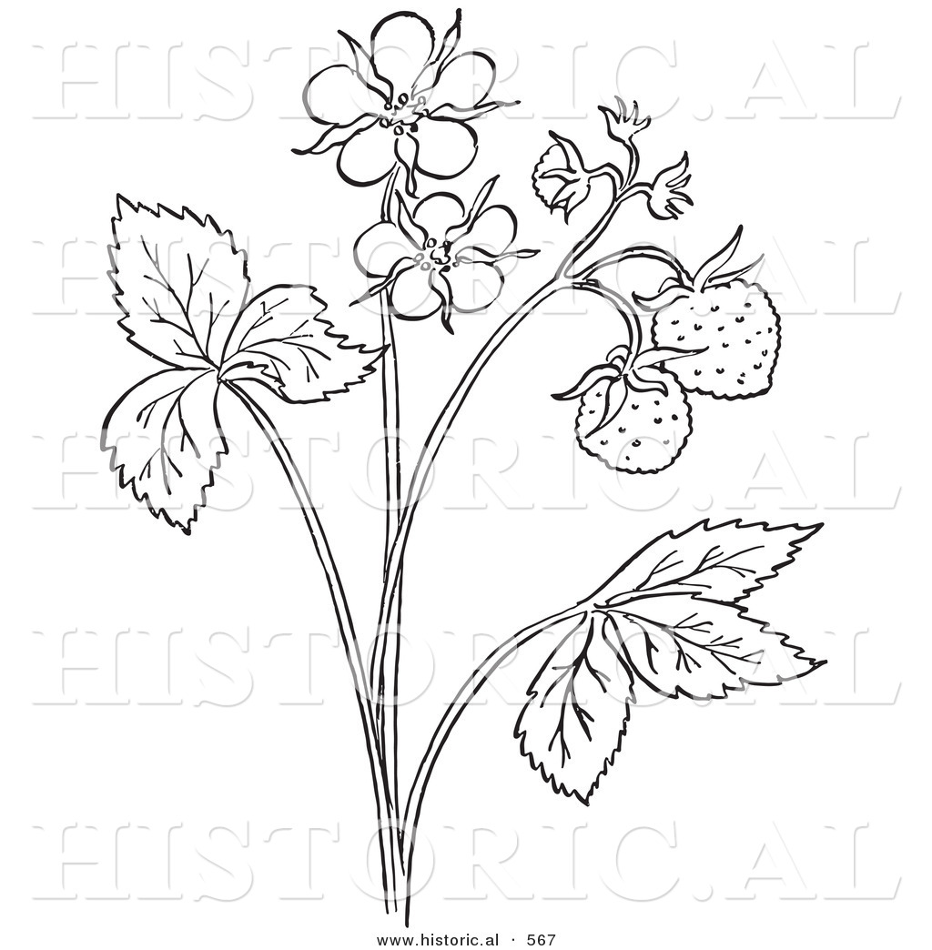 1024x1044 Historical Vector Illustration Of A Strawberry Plant With Flower