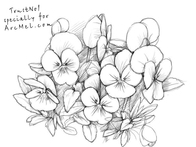 768x576 How To Draw Pansies Step By Step