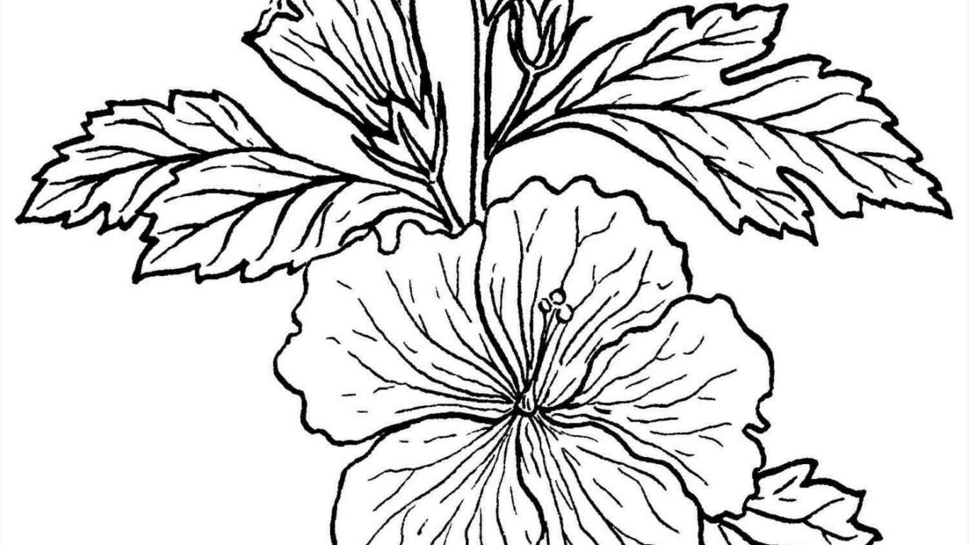 1366x768 Rainforest Plants Flower Coloring Pages Free Printable Adult