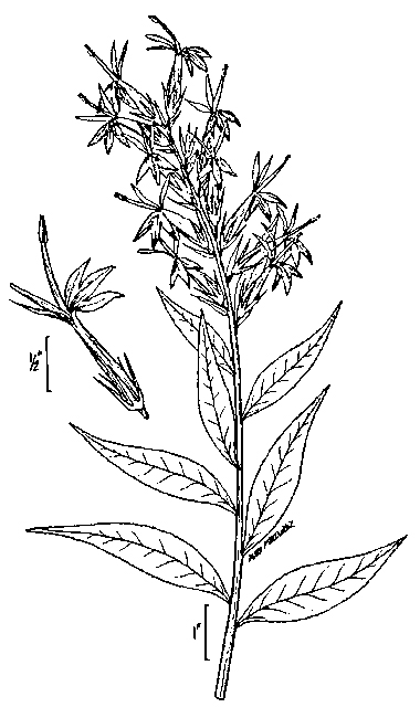 380x650 Cardinal Flower, Lobelia Cardinalis L.