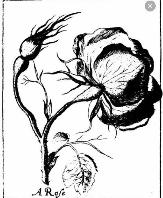 540x655 Rose Drawing Tattoo Inspiration Flower Power Rose