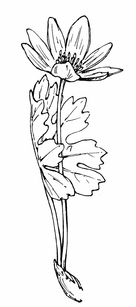 445x1000 Sanguinaria Canadensis (Blood Root) Go Botany