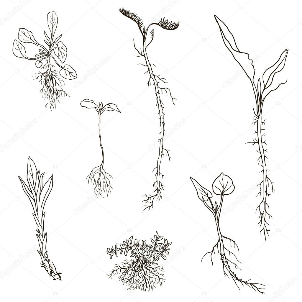 Flower Roots Drawing at GetDrawings | Free download