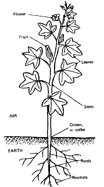 Flower Roots Drawing at GetDrawings | Free download