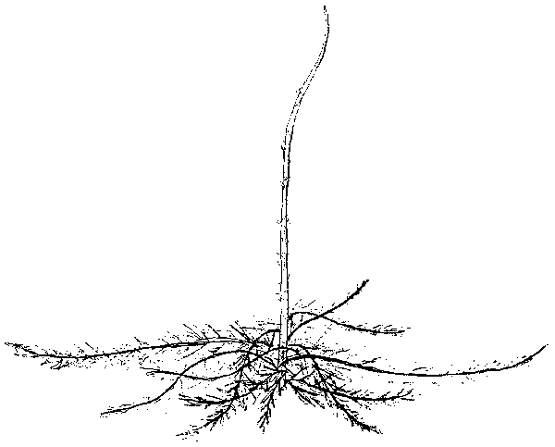 555x447 Yarrow Plant Study