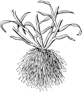 285x320 Fibrous Root Clipart Etc