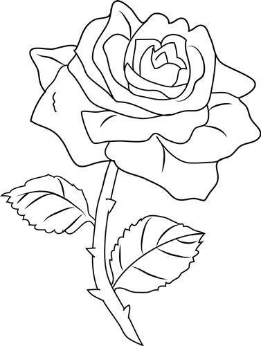 Flower Rose Drawing at GetDrawings | Free download