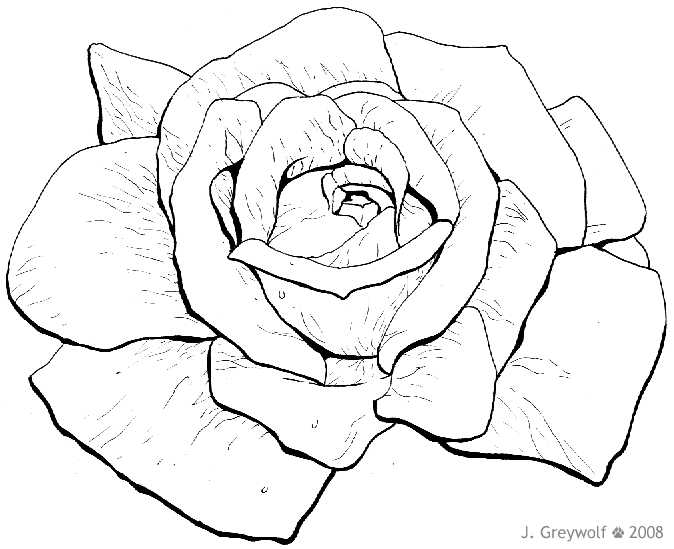 674x549 Firmtacami Rose Flower Sketch