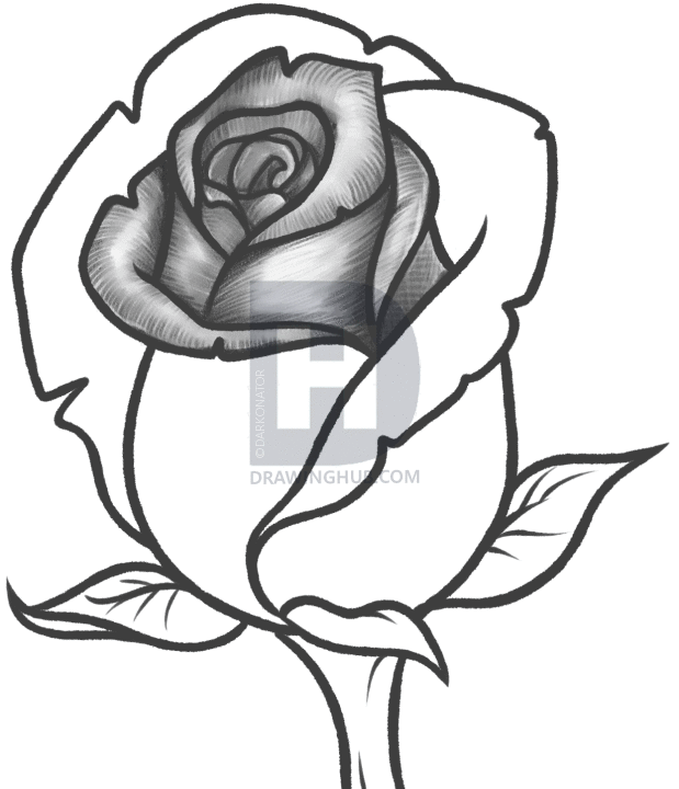 619x720 How Draw A Rose With Pencil Shading How