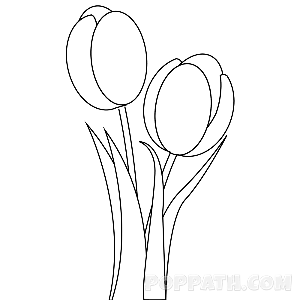 1000x1000 How To Draw A Tulips Pop Path
