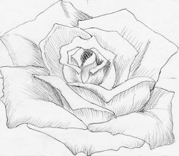 600x525 How To Draw Flowers