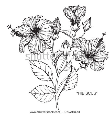 450x470 Pictures Draw And Label A Hibiscus Flower,
