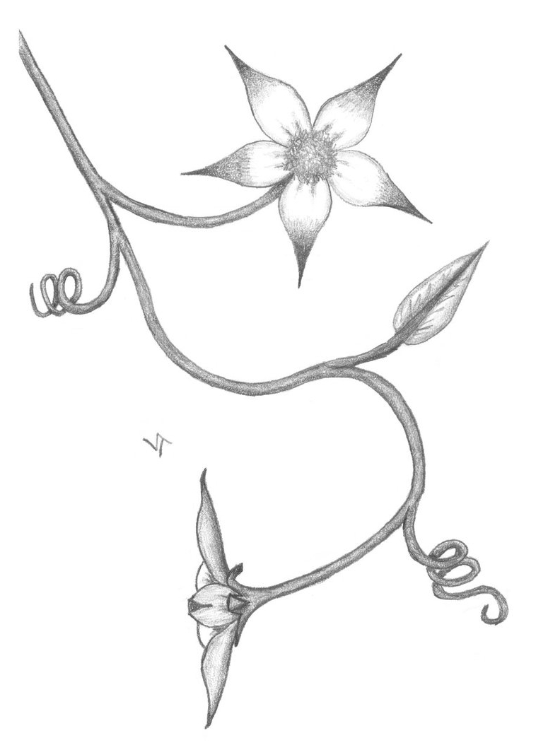 758x1054 Drawing Flowers With Pencil Easy Easy Pencil Shading Drawings