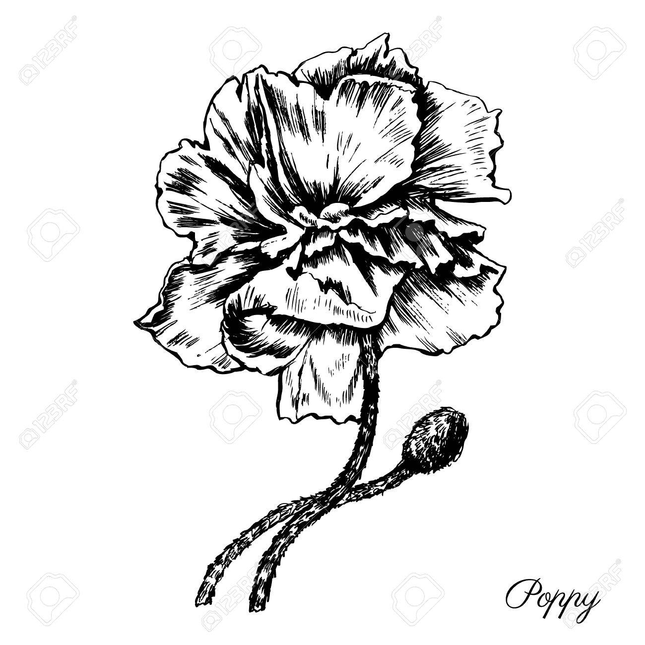 1300x1300 Engraving Poppy Flower Decorative Hand Drawn Sketch Isolated