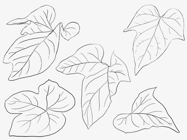 650x487 Hand Drawn Line Leaves, Web Page, Flower Shop, Leaves Png Image