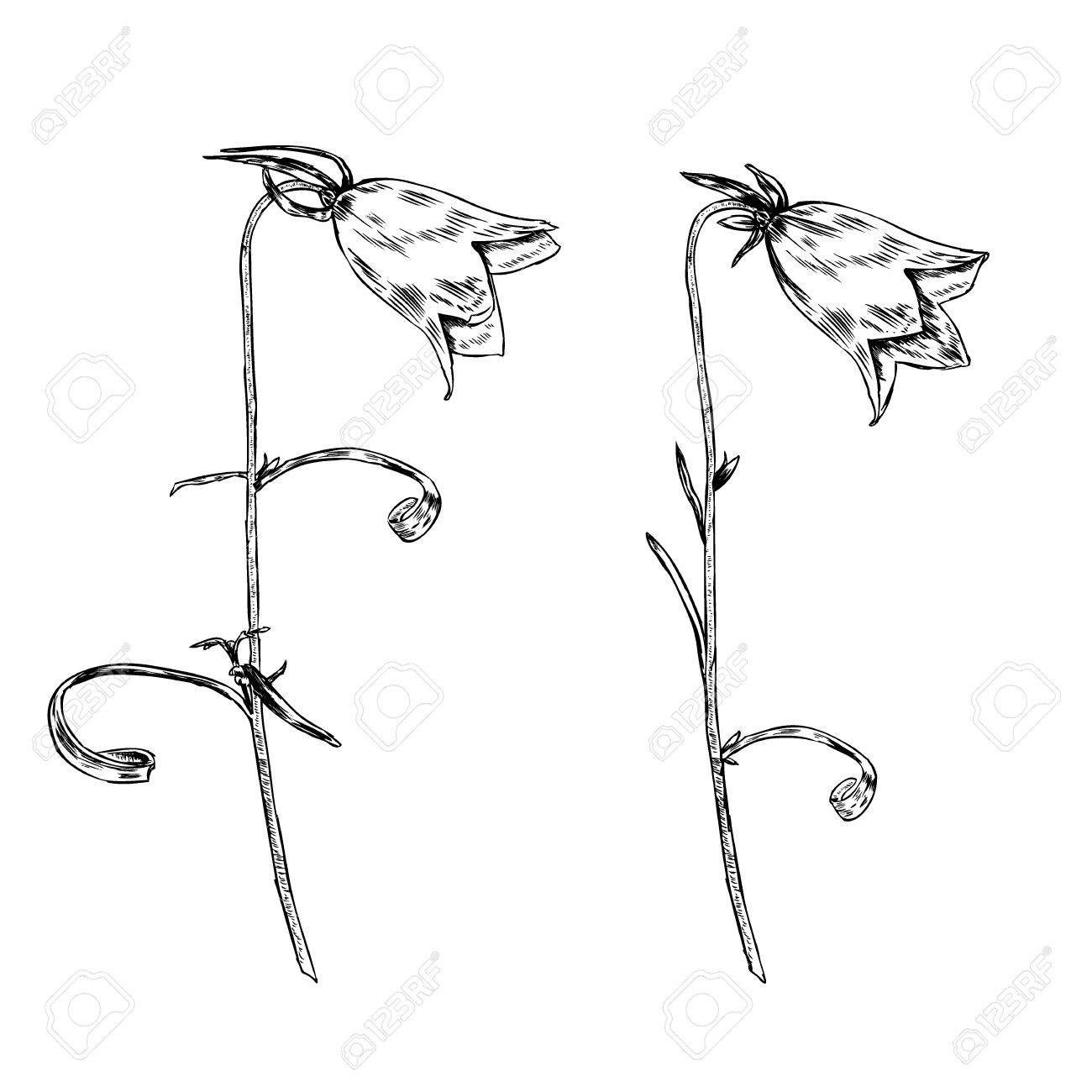 1300x1300 Bell Flower Vector Engraving Sketch Hand Drawn Isolated On White