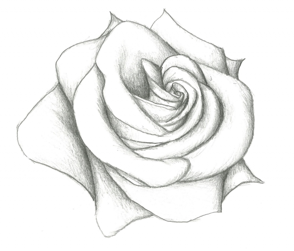 1024x876 Pencil Sketch Drawing Of Flower Rose Flower Pencil Drawing Drawing