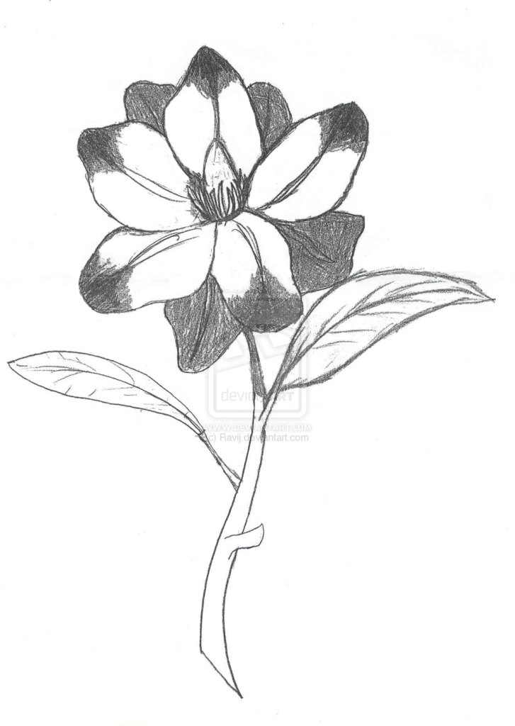 727x1024 Sketch Of A Flower Flower Sketches Images All Wallpapers New