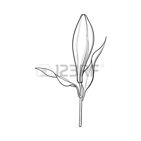 450x450 Single Hand Drawn White Lily Flower Bud With Stem And Leaves