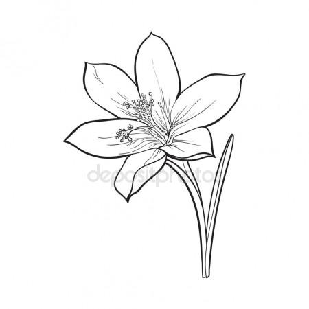 450x450 Delicate Single Crocus Spring Flower With Stem And Leaf Stock
