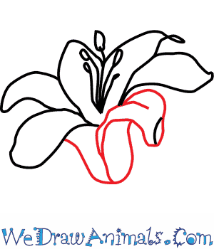 300x350 How To Draw A Lily Flower
