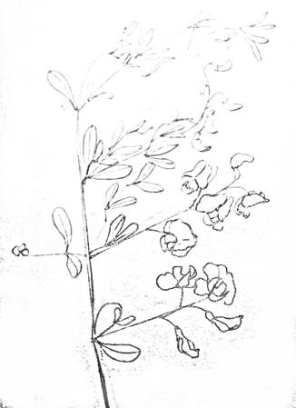 326x449 How To Draw A Beautiful Flower