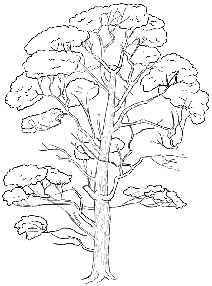 700x947 How To Draw Trees