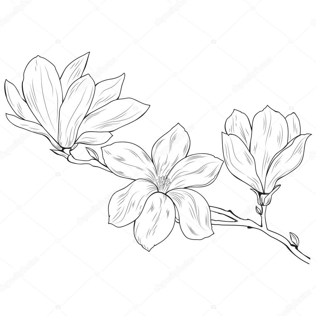 1024x1024 Magnolia Flowers On A Tree Branch, Sketch, Black On White