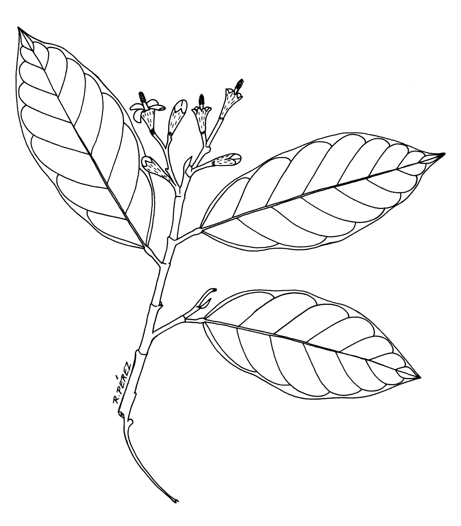 1900x2164 Panama Watershed Tree Atlas