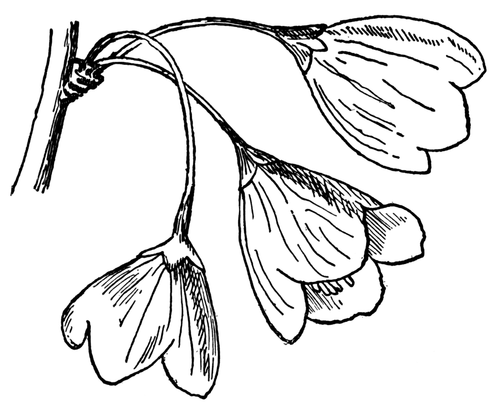 1024x841 Silverbell Tree Flowers Clipart Etc