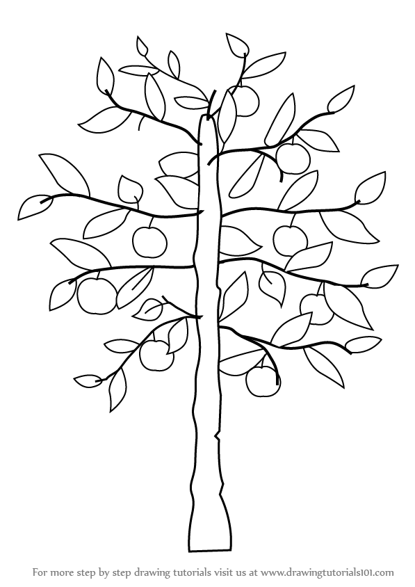 597x844 Step By Step How To Draw An Apple Tree