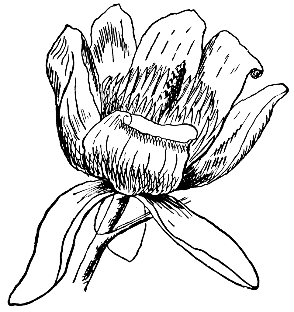 967x1024 Tulip Tree Flower Clipart Etc