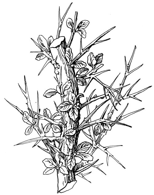 500x635 Myrrh Tree Drawing