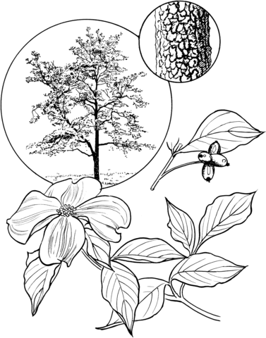 377x480 Flowering Dogwood Tree Coloring Page Free Printable Coloring Pages
