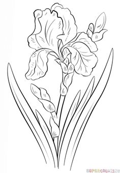 236x340 How To Draw An Iris Flower Step By Step Drawing Tutorials