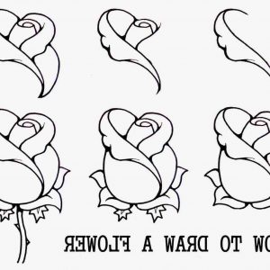 300x300 Adult Easy Rose To Draw Tudor Rose Easy To Draw. Easy Rose To Draw