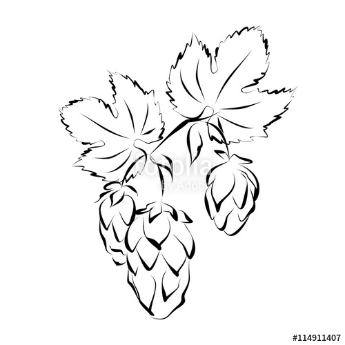 500x500 Hop Vine With Flowers (Seed Cones). Hand Drawn Vector Illustration
