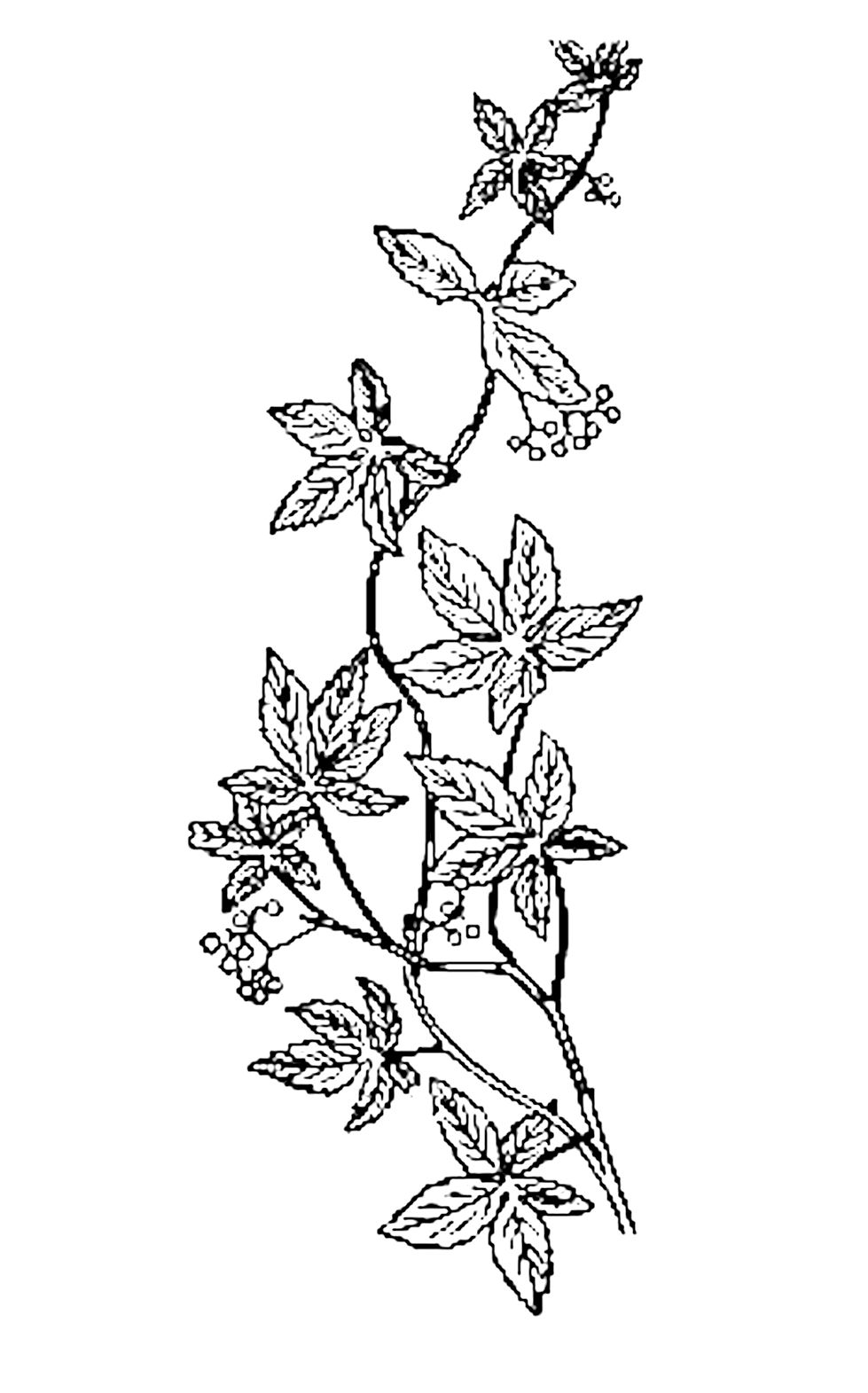 Flower Vine Drawing at Free for personal