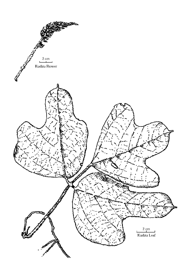 600x900 Kudzu, Pueraria Montana