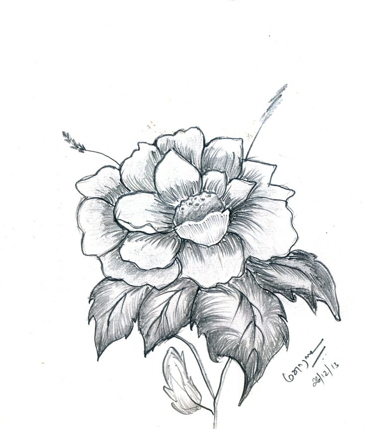736x861 Gallery Pencil Art Flowers Wallpaper,